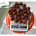 40-60 / kg Chestnut fresco